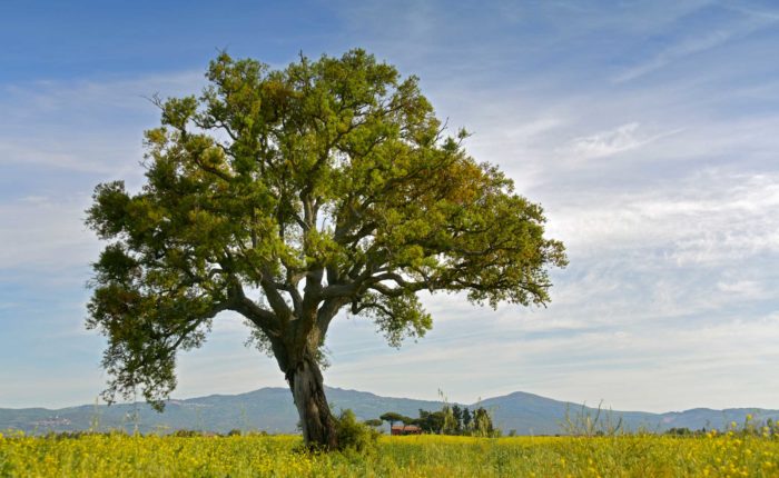 Maremma Agriturismo Grosseto Roccastrada - Casale EnRiCa (50)